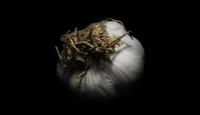 Garlic - Eye Photography - By Cagri Yilmaz, Detail Photography Artist