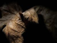 Leaf - Eye Photography - By Cagri Yilmaz, Detail Photography Artist