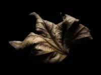 Leaf - Eye Photography - By Cagri Yilmaz, Detail Photography Artist