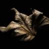 Leaf - Eye Photography - By Cagri Yilmaz, Detail Photography Artist