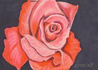 Pink Rose - Mixed Media Drawings - By Carl Parker, Realist Drawing Artist