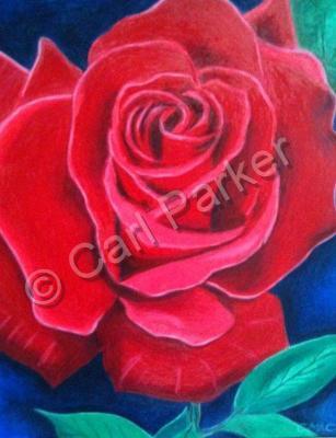 Flowers - Cindys Rose - Colored Pencil