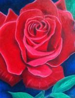 Cindys Rose - Colored Pencil Drawings - By Carl Parker, Realist Drawing Artist