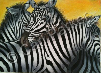 Wildlife - Zebra Cluster - Colored Pencil