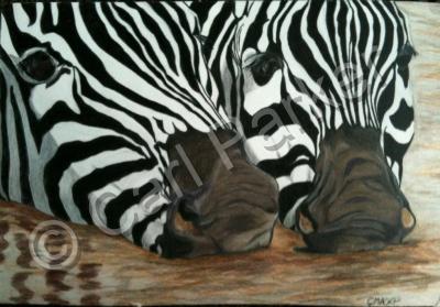 Wildlife - Zebra Noses - Colored Pencil