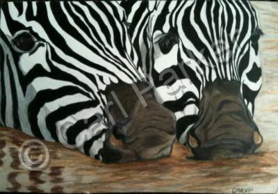 Wildlife - Zebra Noses - Colored Pencil