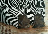 Wildlife - Zebra Noses - Colored Pencil