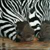 Zebra Noses - Colored Pencil Drawings - By Carl Parker, Realist Drawing Artist