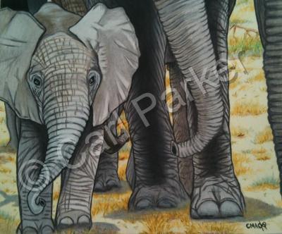 Wildlife - Baby Elephant Out For A Walk - Colored Pencil