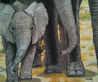 Baby Elephant Out For A Walk - Colored Pencil Drawings - By Carl Parker, Realist Drawing Artist