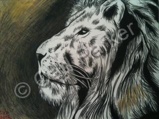 Wildlife - Lion - Colored Pencil