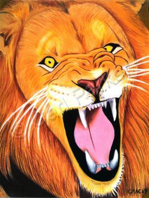 Wildlife - Not Happy Lion - Colored Pencil