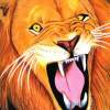 Not Happy Lion - Colored Pencil Drawings - By Carl Parker, Realist Drawing Artist