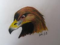 Eagle - Soft Pastels Drawings - By Ida Kecklund, Animal Drawing Artist