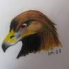 Eagle - Soft Pastels Drawings - By Ida Kecklund, Animal Drawing Artist
