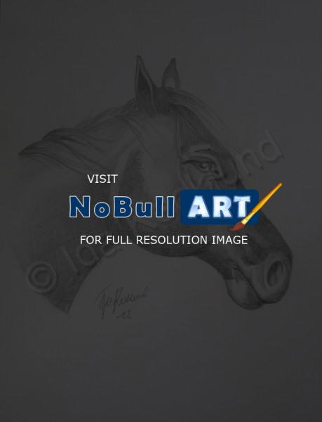 Animals - Head Of Horse - Graphite