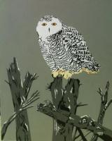 White Owl - Acrylic Paintings - By John Saude, Bold Painting Artist
