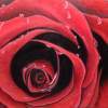 The Rose - Oil Paintings - By Kathleen Zinkovitch, Impressionist Painting Artist