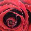 The Rose - Oil Paintings - By Kathleen Zinkovitch, Impressionist Painting Artist