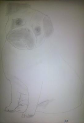 Poor Pencil Attempts - Pug Attempt 01 - Photographs And Pencils