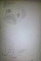 Pug Attempt 01 - Photographs And Pencils Drawings - By Gideon-Aaron Thompson, Pencil Copyist Drawing Artist