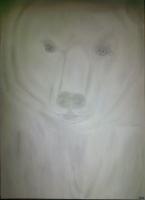 Bear Attempt - Photographs And Pencils Drawings - By Gideon-Aaron Thompson, Pencil Copyist Drawing Artist