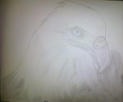 Poor Pencil Attempts - Eagle Attempt - Photographs And Pencils