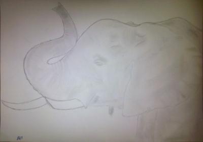 Poor Pencil Attempts - Elephant Attempt - Photographs And Pencils