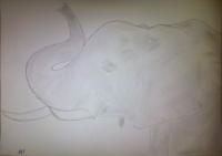 Elephant Attempt - Photographs And Pencils Drawings - By Gideon-Aaron Thompson, Pencil Copyist Drawing Artist