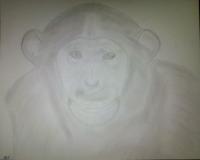 Chimpanzee Attempt - Photographs And Pencils Drawings - By Gideon-Aaron Thompson, Pencil Copyist Drawing Artist