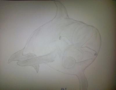 Poor Pencil Attempts - Dolphin Attempt 01 - Photographs And Pencils