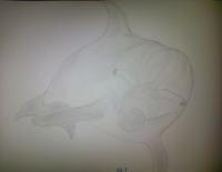 Dolphin Attempt 01 - Photographs And Pencils Drawings - By Gideon-Aaron Thompson, Pencil Copyist Drawing Artist