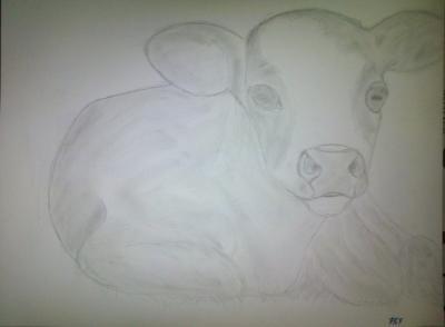 Poor Pencil Attempts - Calf Attempt - Photographs And Pencils