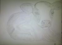 Calf Attempt - Photographs And Pencils Drawings - By Gideon-Aaron Thompson, Pencil Copyist Drawing Artist