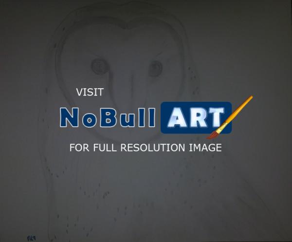 Poor Pencil Attempts - Owl Attempt 1St Species - Photographs And Pencils