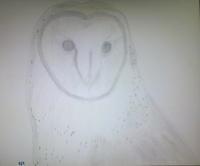 Owl Attempt 1St Species - Photographs And Pencils Drawings - By Gideon-Aaron Thompson, Pencil Copyist Drawing Artist