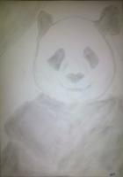 Panda Attempt - Photographs And Pencils Drawings - By Gideon-Aaron Thompson, Pencil Copyist Drawing Artist