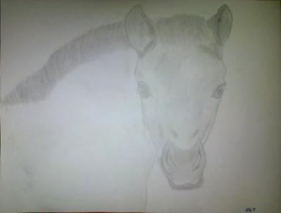 Poor Pencil Attempts - Foal Attempt - Photographs And Pencils