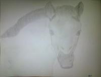 Foal Attempt - Photographs And Pencils Drawings - By Gideon-Aaron Thompson, Pencil Copyist Drawing Artist