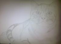 Cat Attempt 01 - Photographs And Pencils Drawings - By Gideon-Aaron Thompson, Pencil Copyist Drawing Artist
