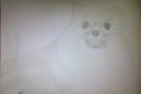Pomeranian Attempt - Photographs And Pencils Drawings - By Gideon-Aaron Thompson, Pencil Copyist Drawing Artist