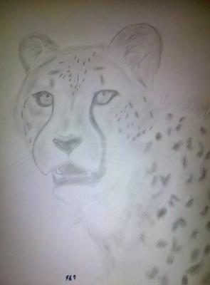 Poor Pencil Attempts - Cheetah Attempt - Photographs And Pencils