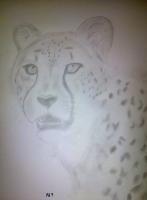 Cheetah Attempt - Photographs And Pencils Drawings - By Gideon-Aaron Thompson, Pencil Copyist Drawing Artist