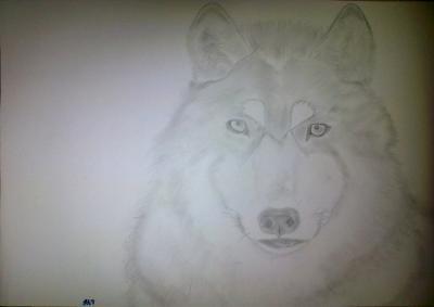 Poor Pencil Attempts - Wolf Attempt - Photographs And Pencils