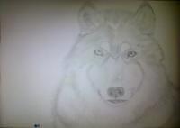 Wolf Attempt - Photographs And Pencils Drawings - By Gideon-Aaron Thompson, Pencil Copyist Drawing Artist