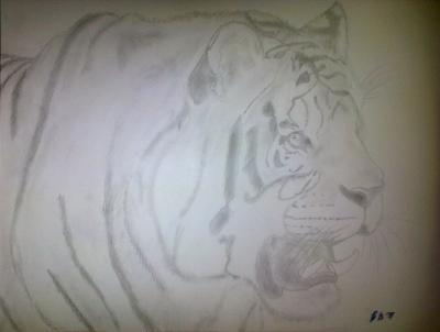 Poor Pencil Attempts - Tiger Attempt - Photographs And Pencils