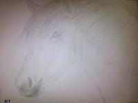 Horse Attempt - Photographs And Pencils Drawings - By Gideon-Aaron Thompson, Pencil Copyist Drawing Artist