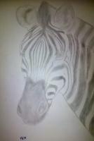 Zebra Attempt - Photographs And Pencils Drawings - By Gideon-Aaron Thompson, Pencil Copyist Drawing Artist