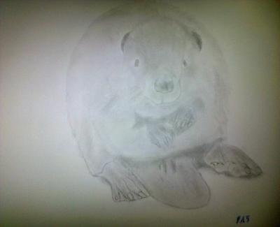 Poor Pencil Attempts - Beaver Attempt - Photographs And Pencils