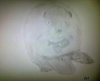 Beaver Attempt - Photographs And Pencils Drawings - By Gideon-Aaron Thompson, Pencil Copyist Drawing Artist